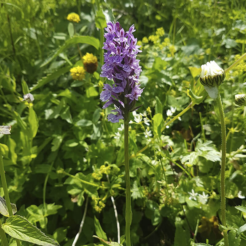 Schulz Landschaftsplanung Ausschnitt aus einer artenreichen Wiese mit geschützten Pflanzenarten, im Vordergrund ist ein Knabenkraut zu sehen.